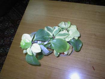 P1010069