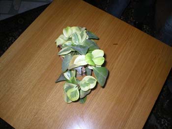 P1010176